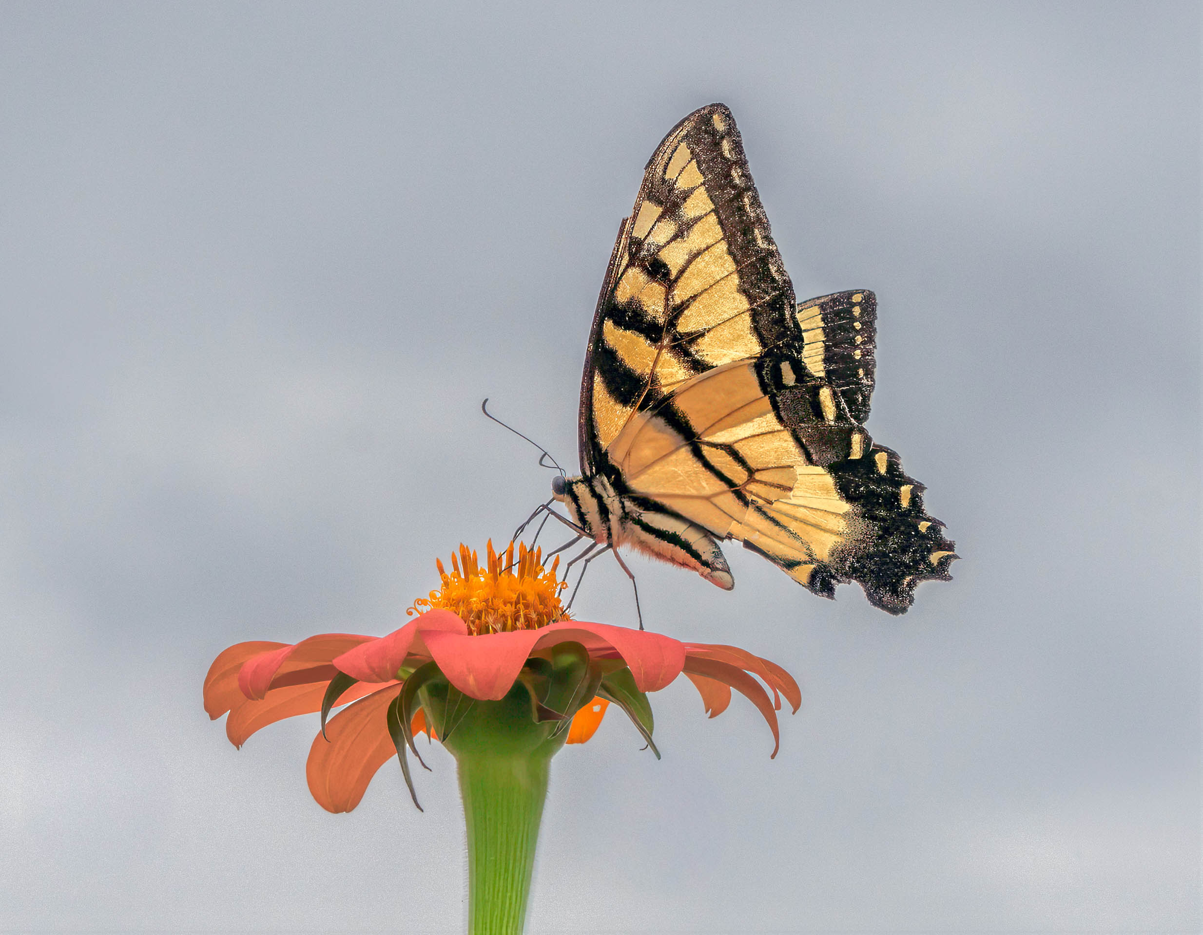 Open Color Level 1 2nd Place Swallowtail on Zinnia.jpg